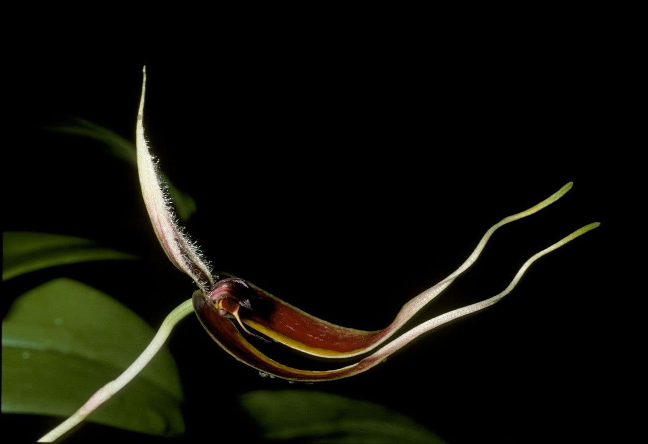 Bulbophyllum