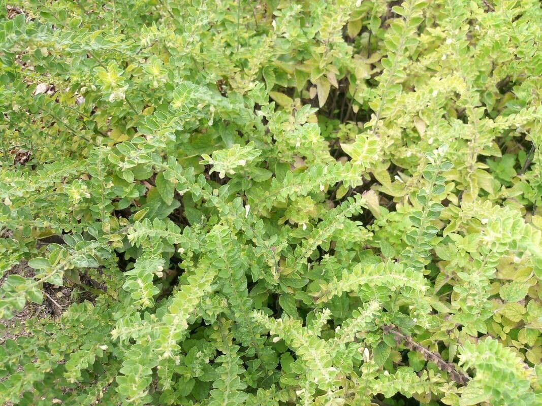 Scutellaria 10