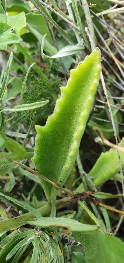 Kalanchoe 9