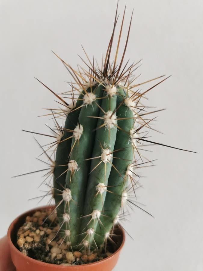 Kammkaktus 8