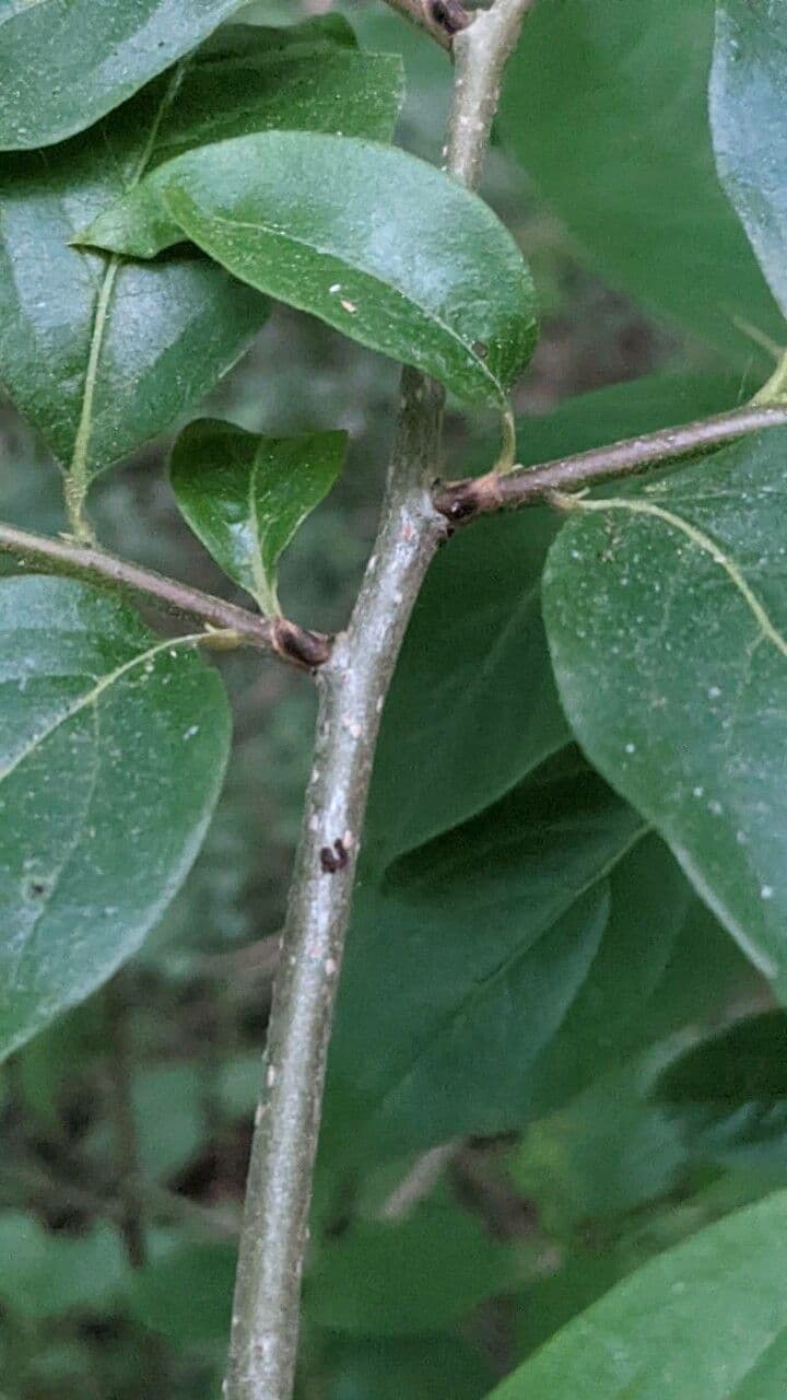 Lindera benzoin 26