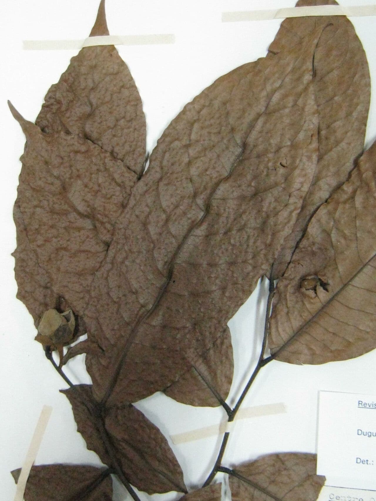 Duguetia 3