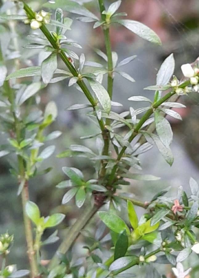 Galianthe brasiliana 7