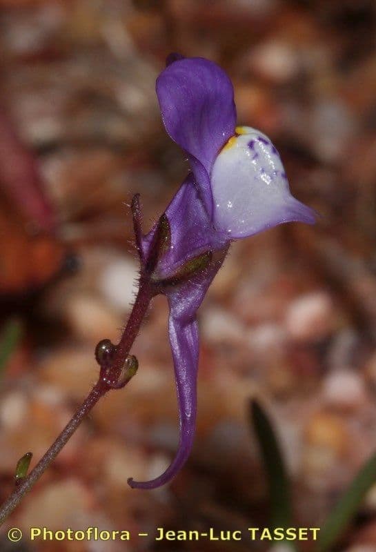 Linaria