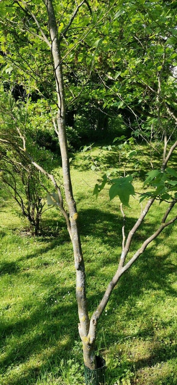 Alangium platanolisté 6