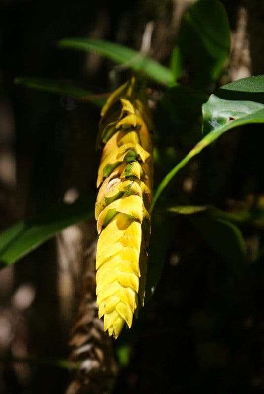 Bulbophyllum 10