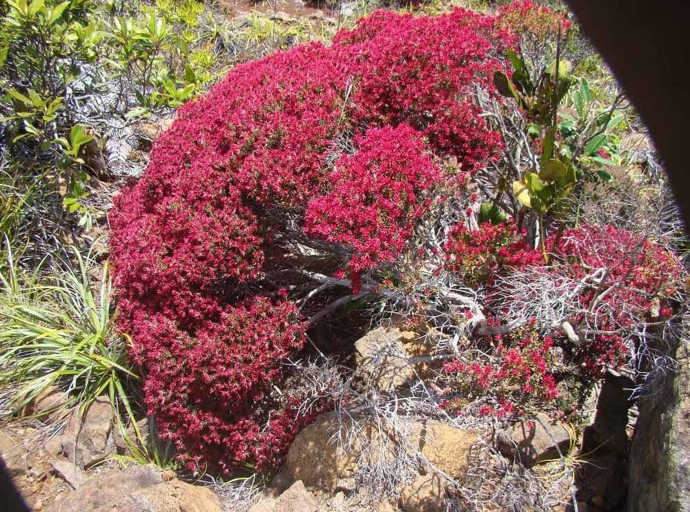 Cyathopsis 8