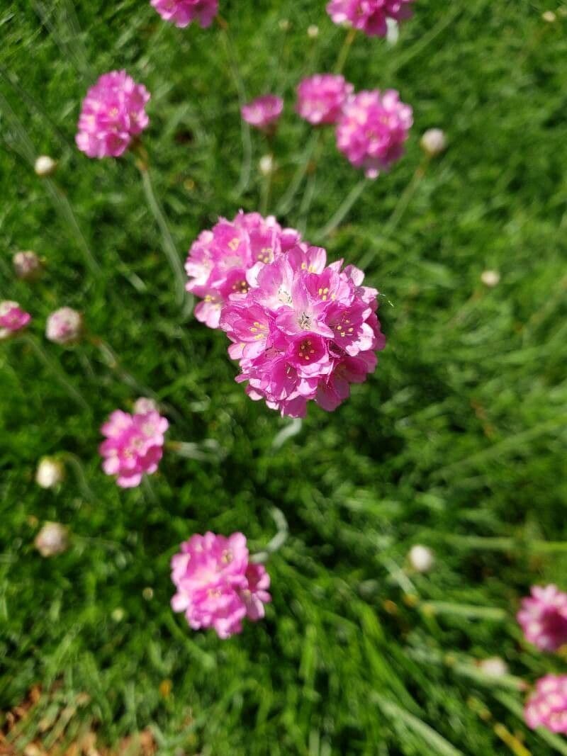 Armeria 5