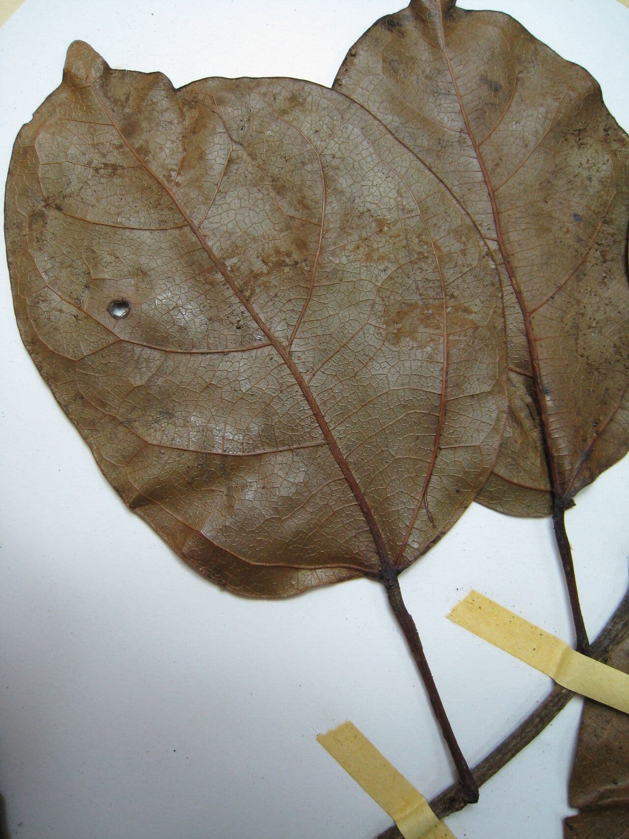 Glycydendron 12