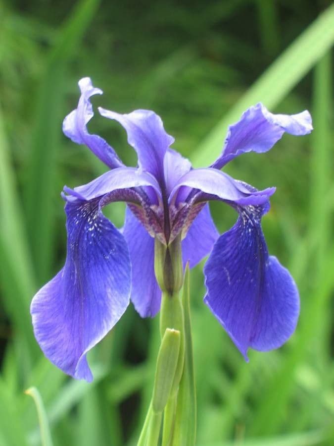 Iris 5