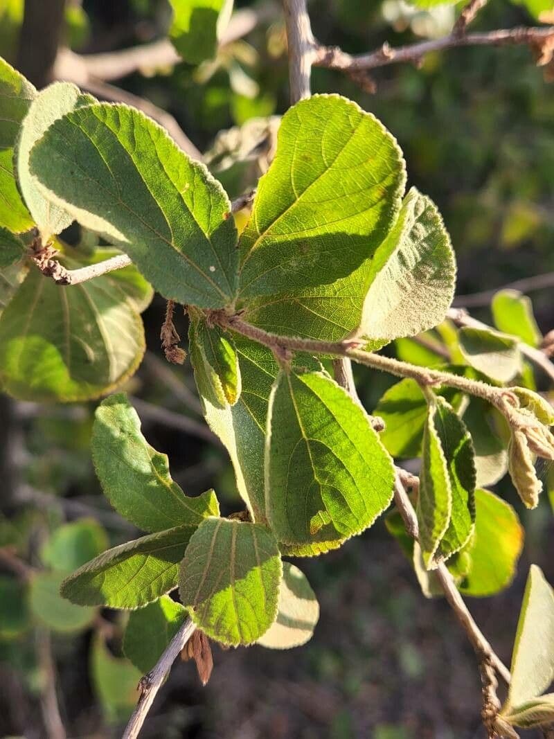 Grewia 6