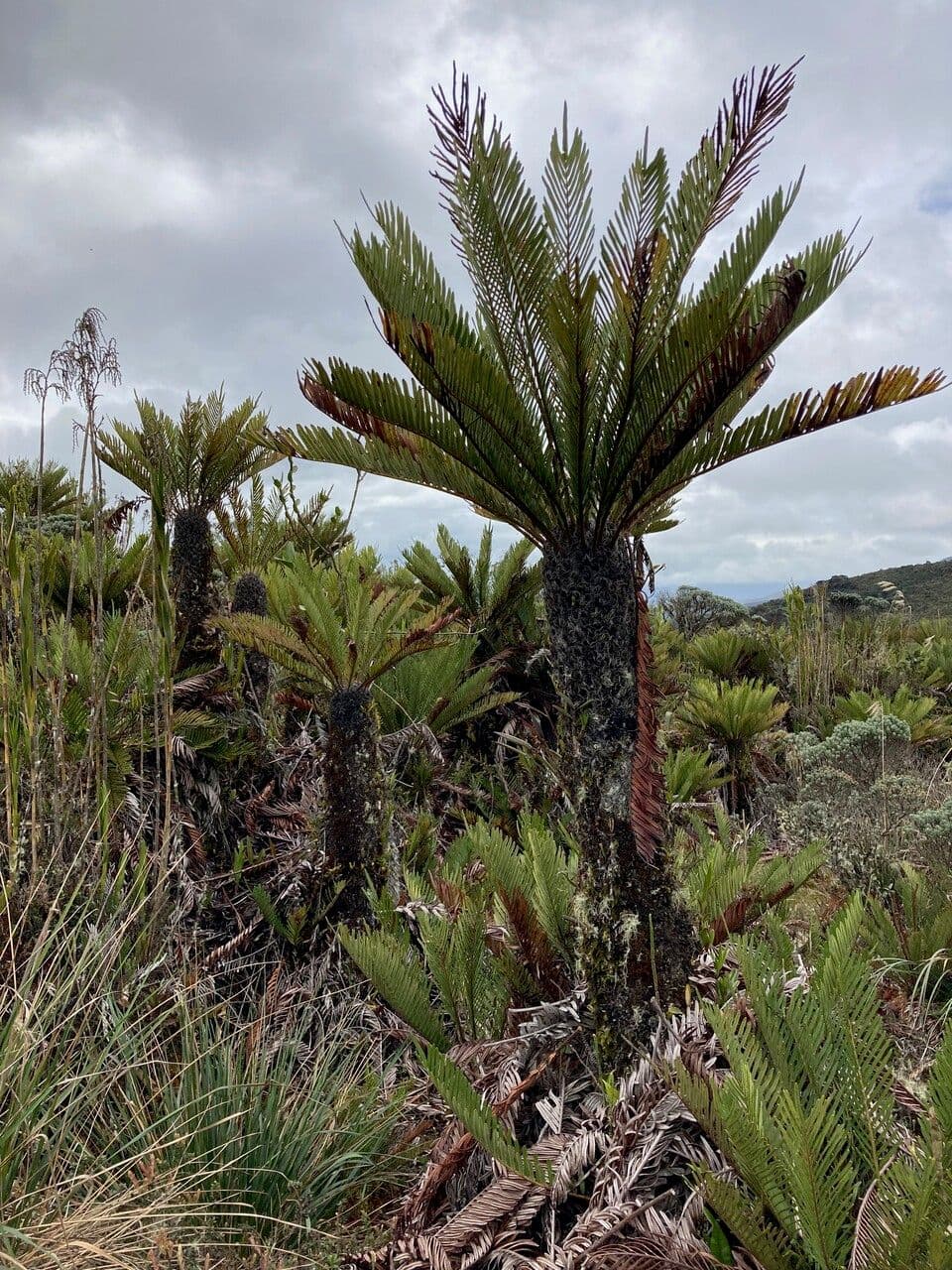 Blechnum 4