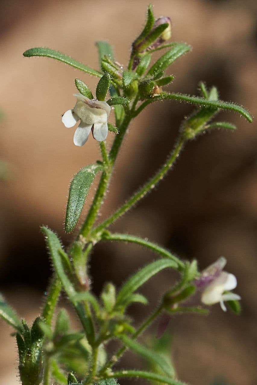 Linaria minore 7