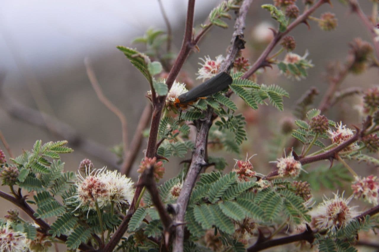 Mimosa spinosa 18