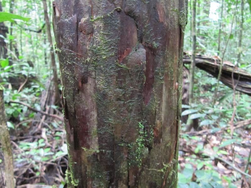 Pouteria 2