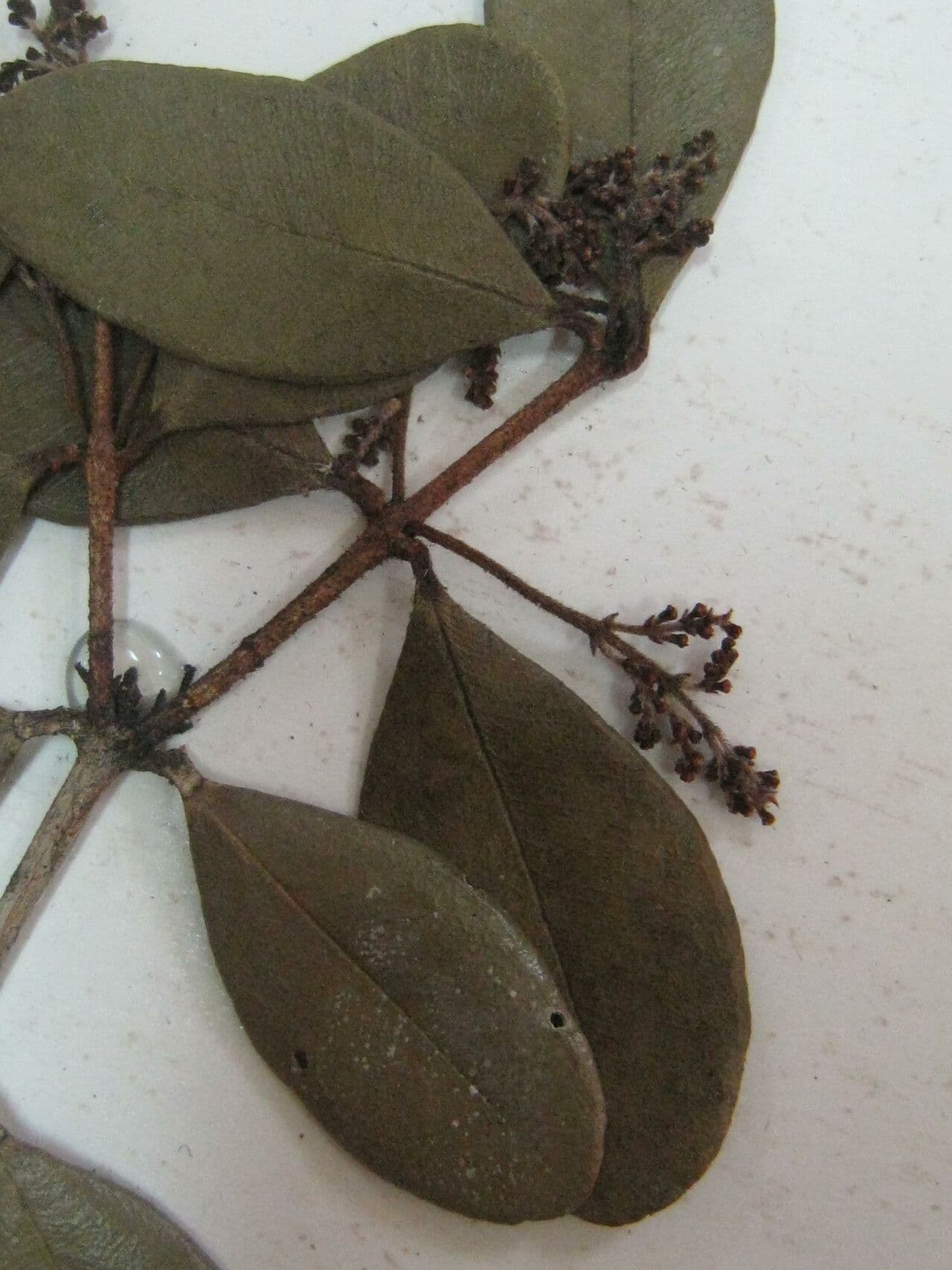 Myrcia 4