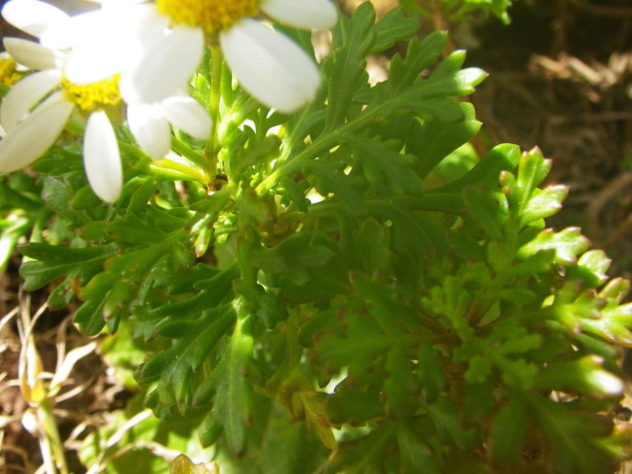 Argyranthemum 3