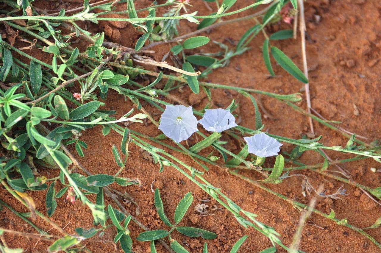 Iskerník plazivý 14