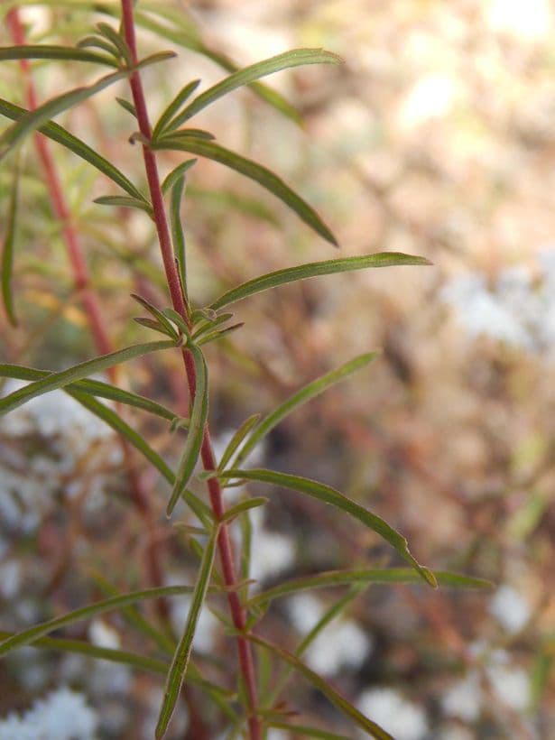 Stevia viscosa 11