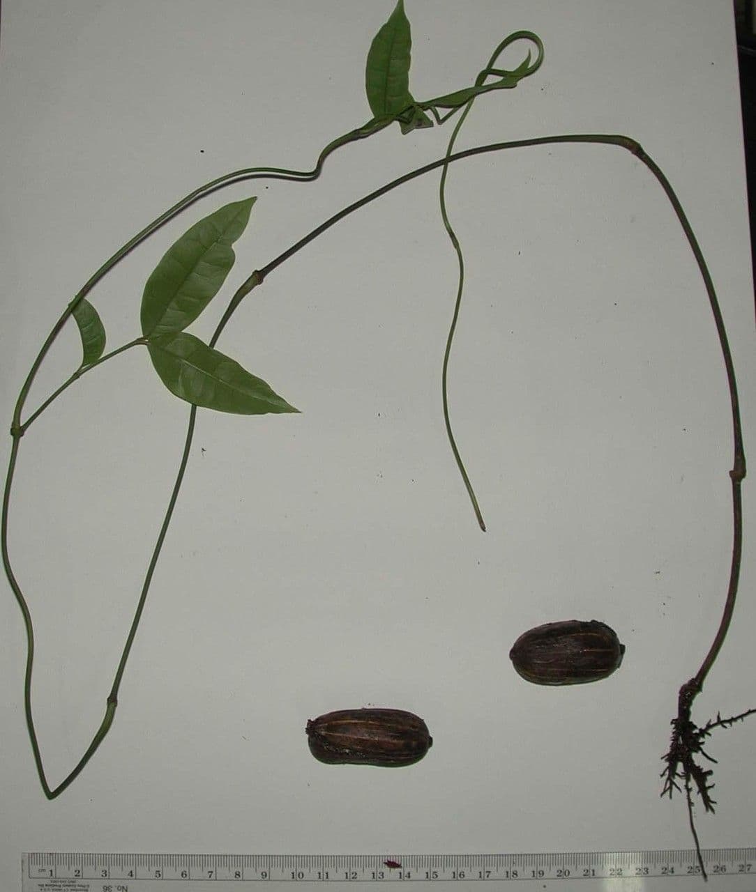 Gnetum 17