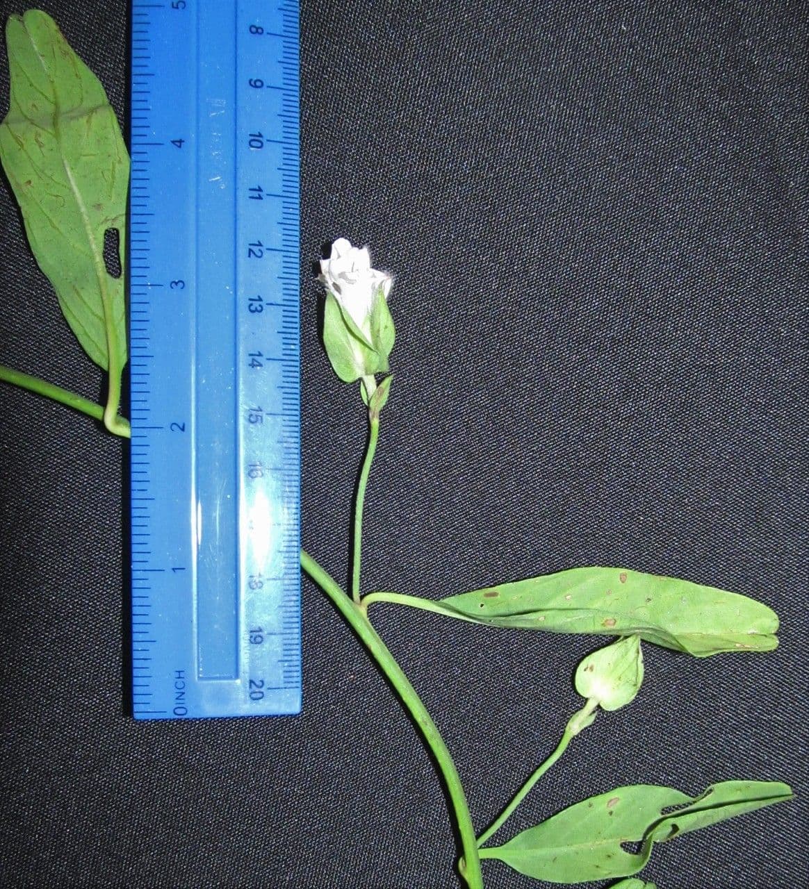 Aniseia 8