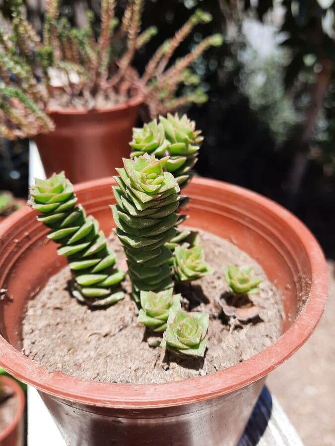 Crassula perforata 8