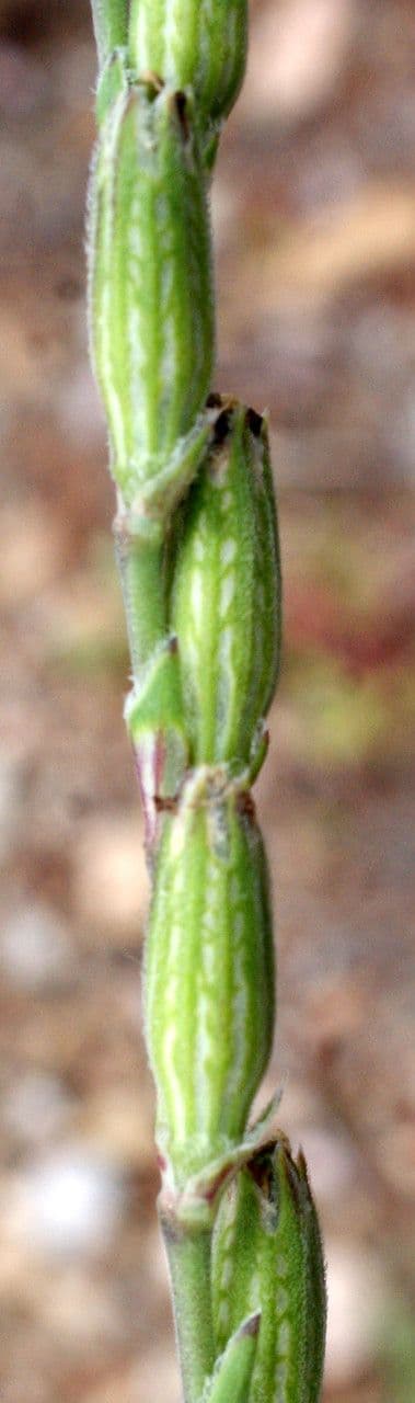 Mediterranean catchfly