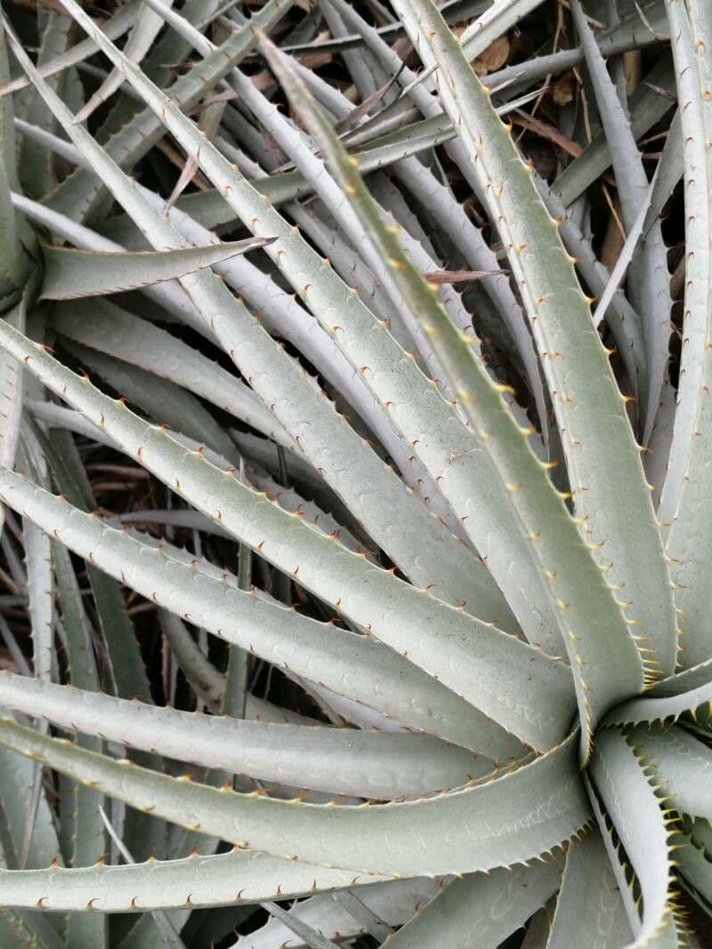 Puya 7