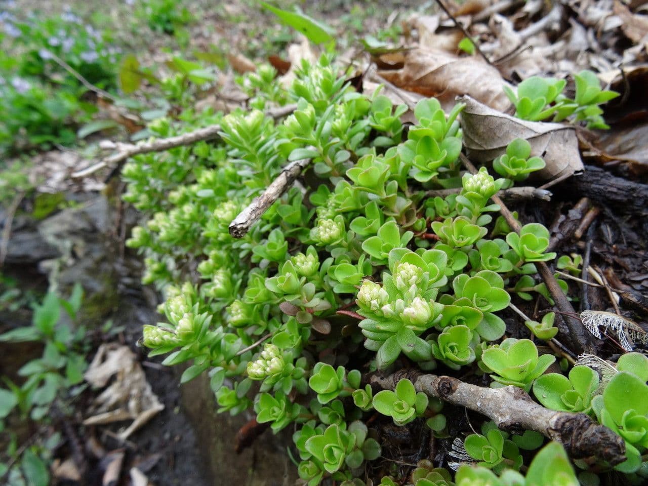 Sedum ternato 7