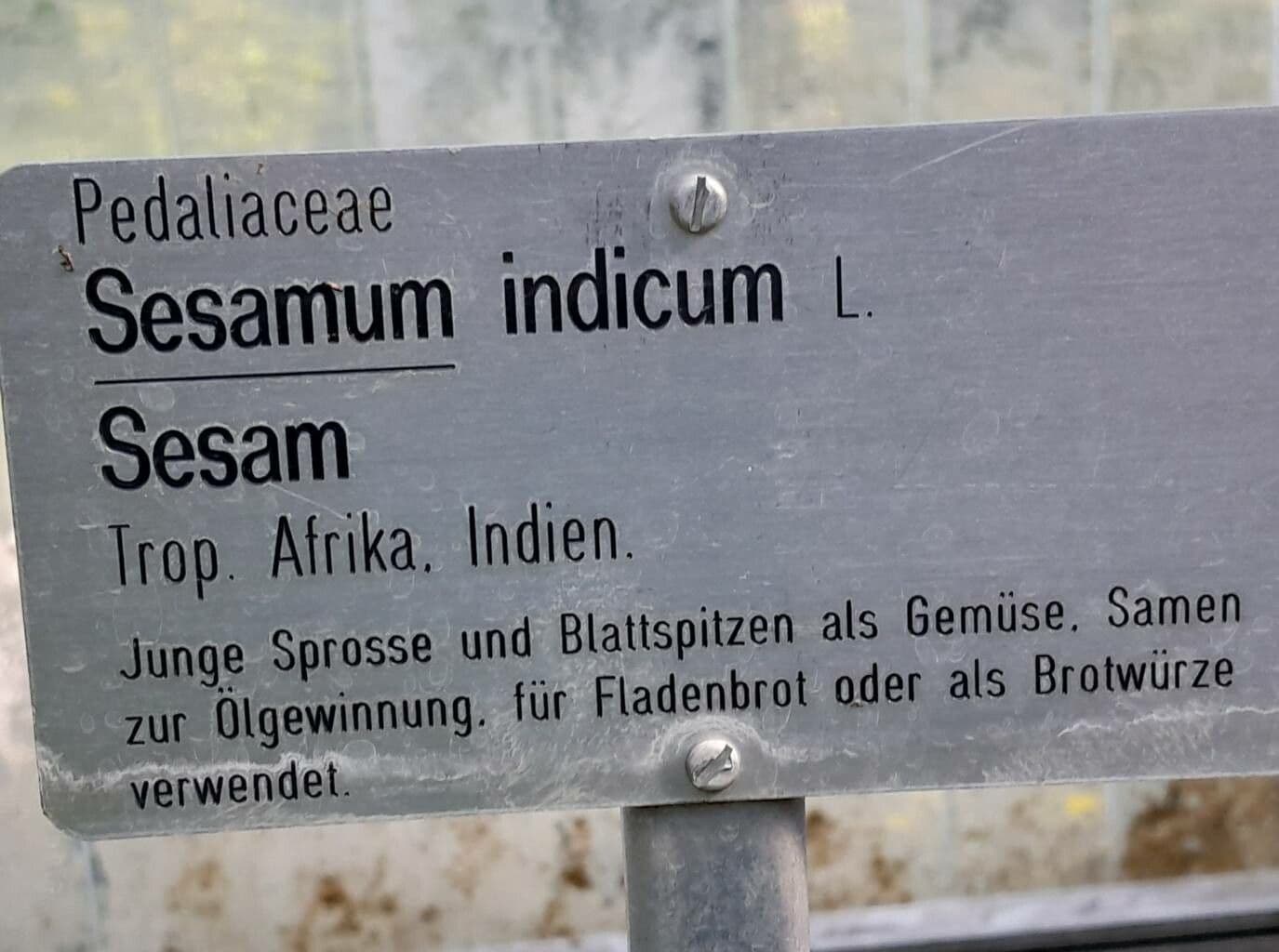 Sezam indický 22