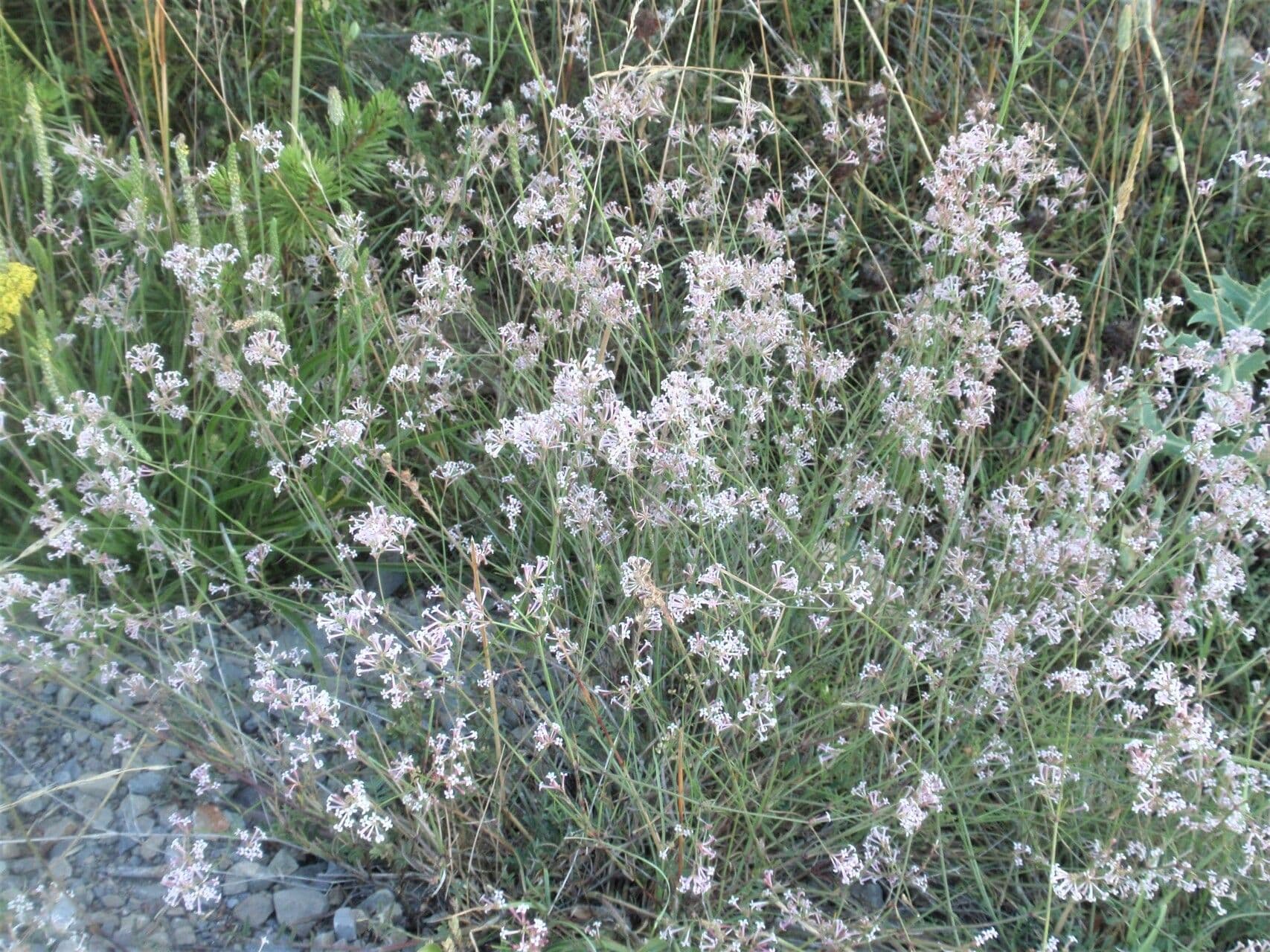 Asperula aristata 15