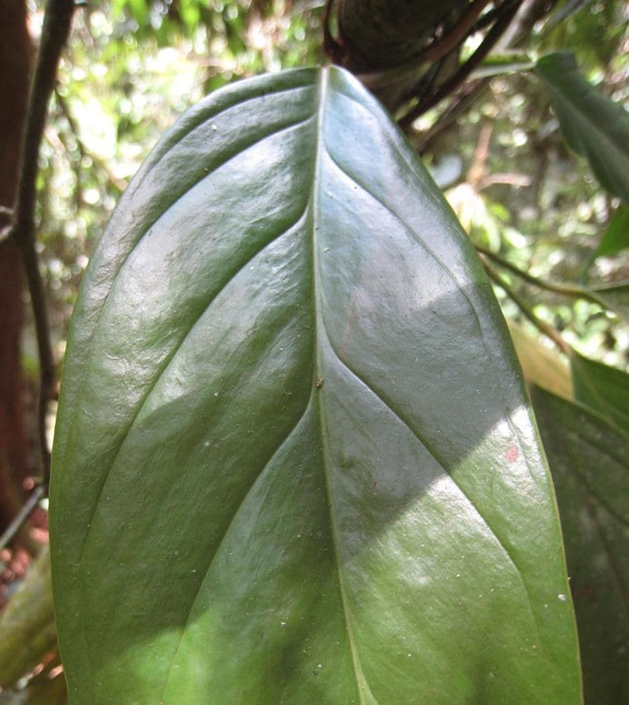 Monstera 6
