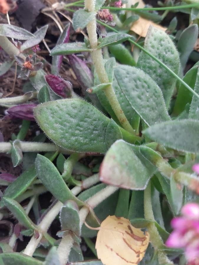 Crassula 9