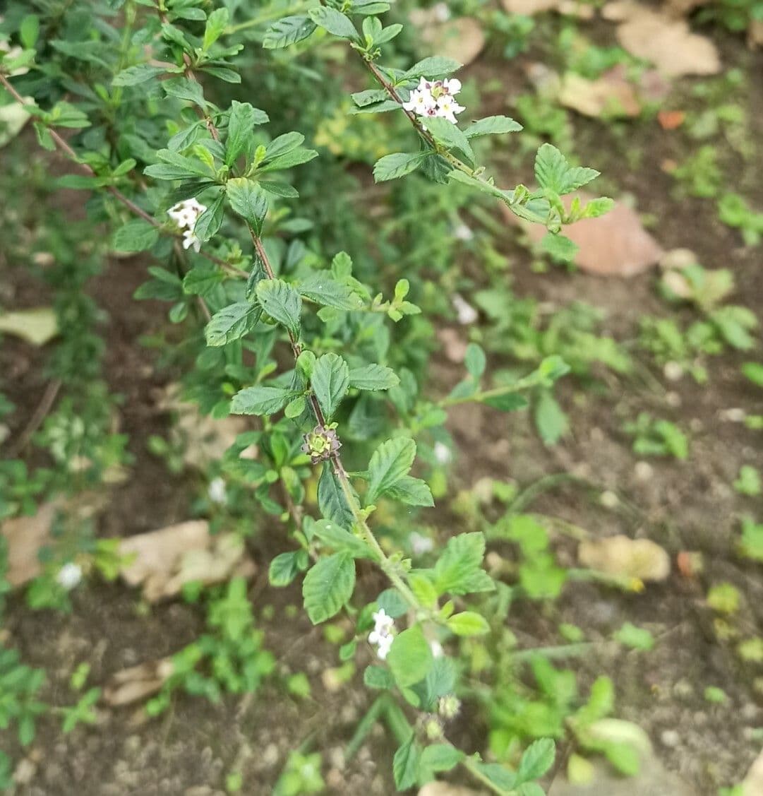 Puerto-Rico-Oregano 14