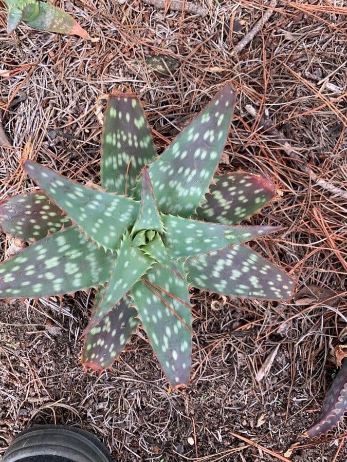 Aloe di Greathead 8