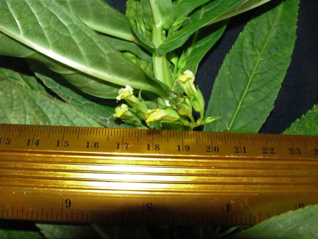 Leucocarpus 2