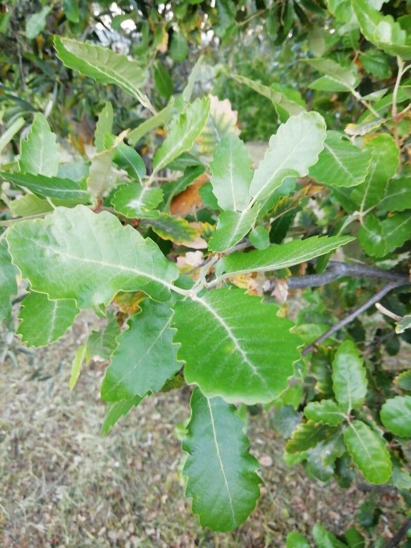 Quejigo 9