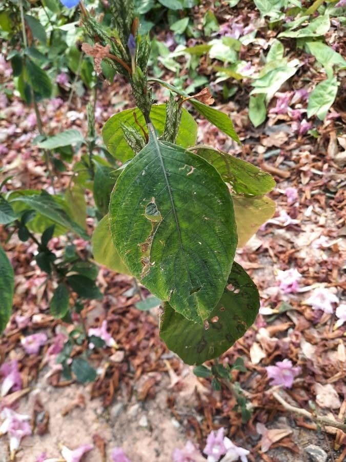 Eranthemum 10