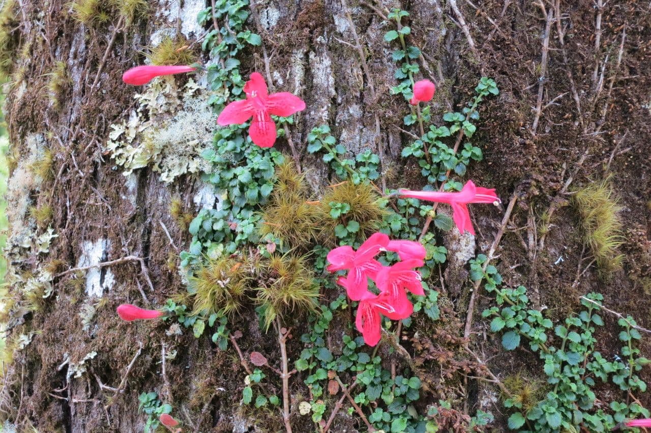 Asteranthera 17