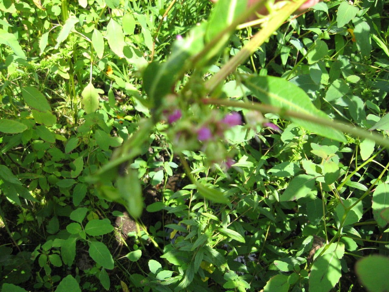 Decodon verticillato 10