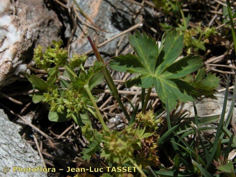 Alchemilla fissa 17