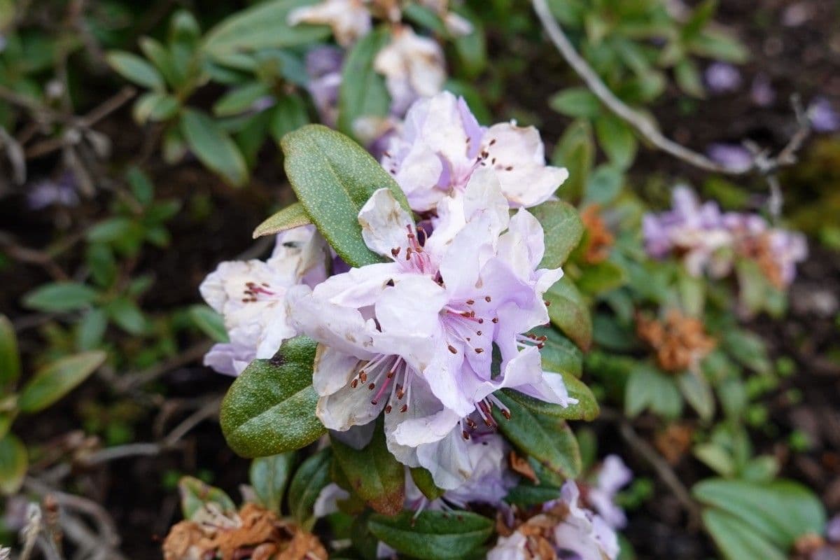 Rododendro 5