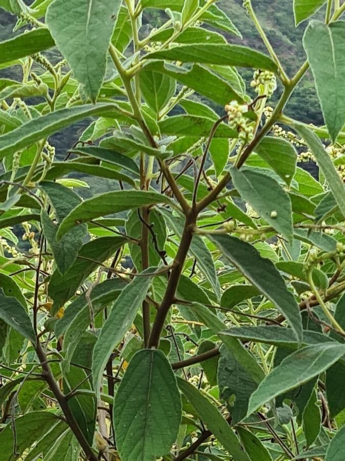Croton giallo 23