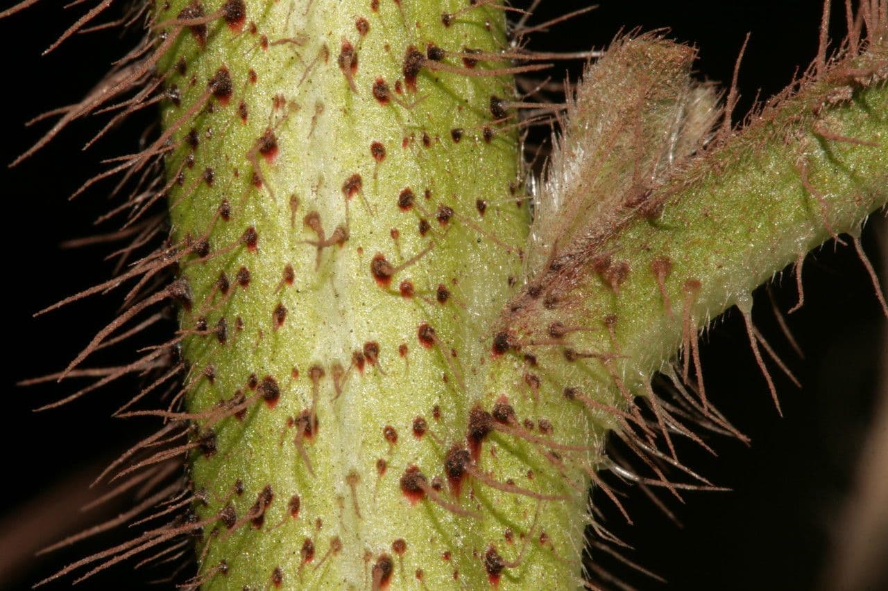 Echium cretico 18