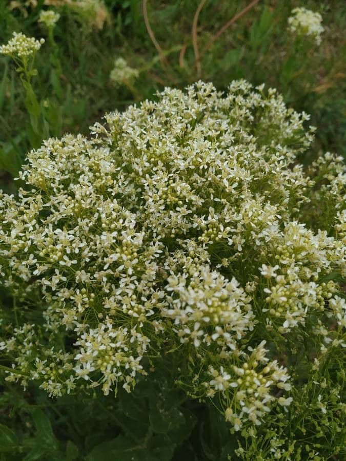 Przytulia rubioides 3