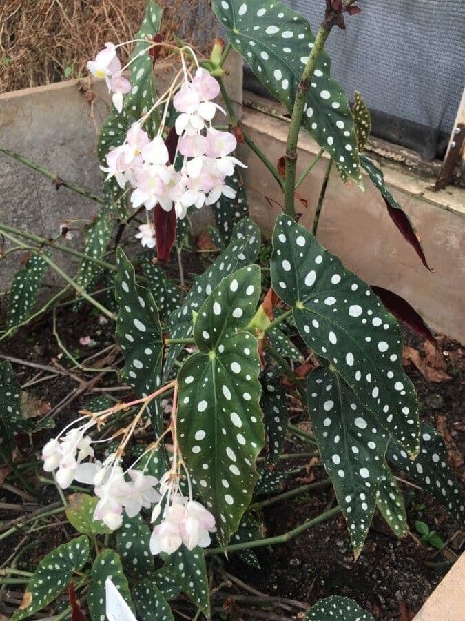 Begonia 8