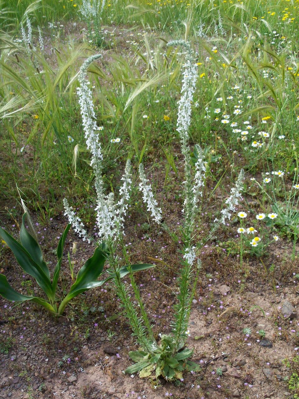 Anarrhinum 8