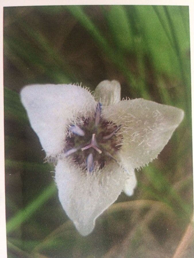 Calochortus