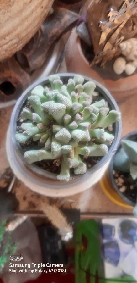Titanopsis 11