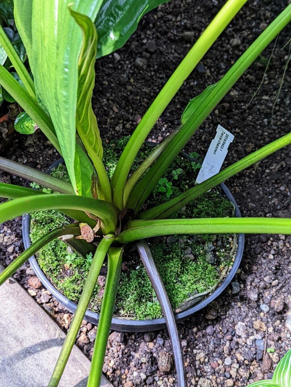 Tacca 23
